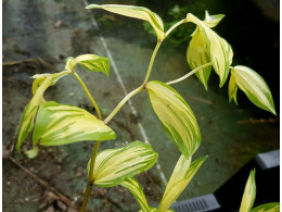 Disporum sessile 'Shiroshima Fu'