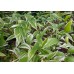 Disporum sessile robustum variegatum