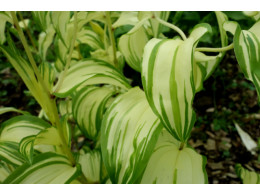 Disporum smilacinum 'Kishiro Nakafu'