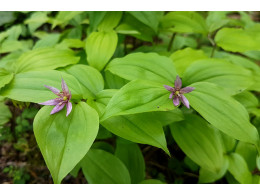 Disporum smilacinum rose