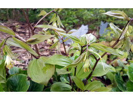 Disporum sp