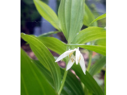 Disporum viridescens