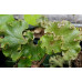 Farfugium japonicum 'Daruma Shishi''