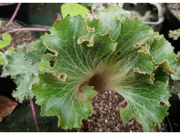 Farfugium japonicum 'Daruma Shishi''