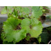 Farfugium japonicum 'Shinryu'