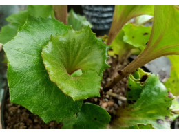 Farfugium japonicum 'Shinryu'