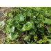 Farfugium japonicum 