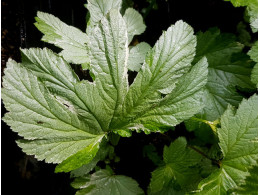 Filipendula palmata 'Variegata'