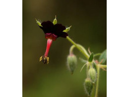 Geranium sinense