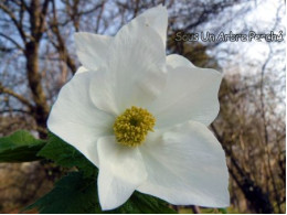 Glaucidium palmatum 'Album'