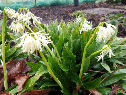 Heloniopsis orientalis var flavida 'Snow White'