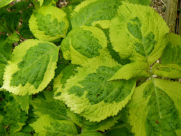 Leucosceptrum stellipilum 'variegatum'