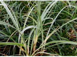 Liriope spicata 'Silver Dragon'