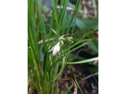 Liriope spicata