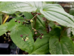 Maianthemum fuscum cordatum