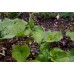 Maianthemum bifolium ssp kamtschaticum