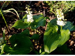 Maianthemum bifolium ssp kamtschaticum