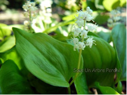 Maianthemum bifolium