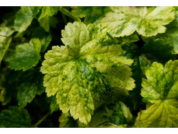 Mitella japonica variegata