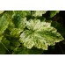 Mitella japonica variegata