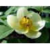 Paeonia japonica