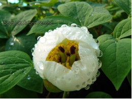 Paeonia japonica