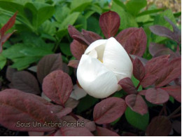 Paeonia obovata var. alba