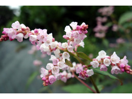 Persicaria campanulata