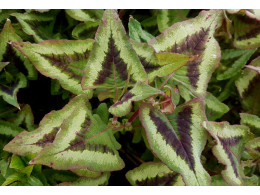 Persicaria runcinata 'Yunnan Giant'