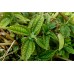 Pilea angulata