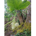 Podophyllum pleianthum 'Album'