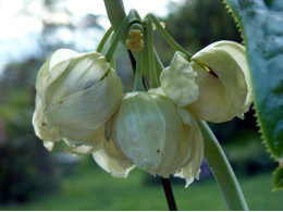 Podophyllum pleianthum 'Album'