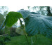 Podophyllum pleianthum 'Album'