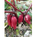 Podophyllum delavayi