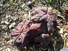 Podophyllum delavayi