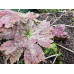 Podophyllum delavayi