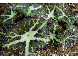 Podophyllum difforme 'Hunan'