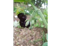 Podophyllum versipelle