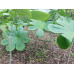 Podophyllum versipelle