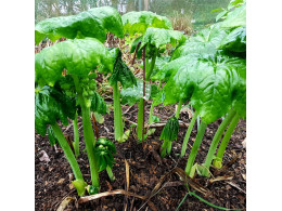 Podophyllum pleianthum x versipelle