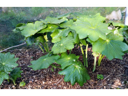 Podophyllum pleianthum