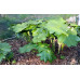 Podophyllum pleianthum