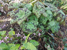 Podophyllum 'Spotty Dotty'