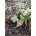 Podophyllum 'Spotty Dotty'