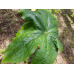 Podophyllum pleianthum x versipelle