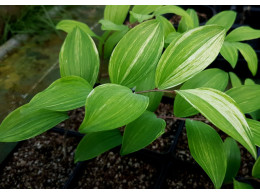 Polygonatum odoratum 'Shiroshima Fu'