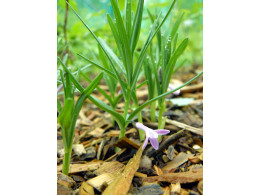 Polygonatum graminifolium