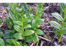 Polygonatum humile