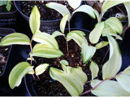 Polygonatum odoratum v. pluriflorum 'Koden Nishiki'