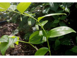 Polygonatum orientale